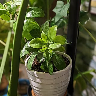 机/ひとり暮らし/ワンコと暮らす家/観葉植物のある暮らし/観葉植物があり過ぎる暮らし...などのインテリア実例 - 2023-07-25 17:26:02