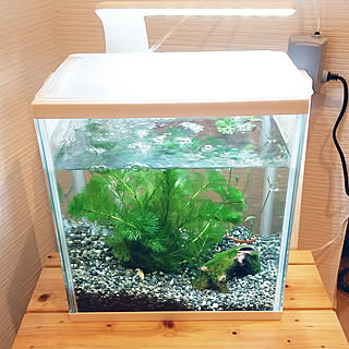 メダカ 大磯砂のインテリア実例 Roomclip ルームクリップ