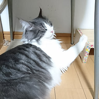 リビング/ねこの赤ちゃん/猫/ねこ/ねこのいる日常...などのインテリア実例 - 2019-01-18 21:34:03