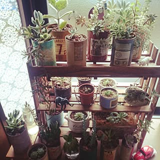 多肉植物だいすき。/賃貸アパート/セリア/すのこリメイク/すのこDIY...などのインテリア実例 - 2015-08-11 17:25:34