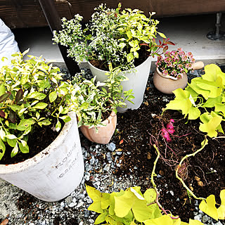 棚/サツマイモ出てきてビックり‼︎/今日は鉢植えpic/寄せ植えの中から…/寄せ植え解体...などのインテリア実例 - 2018-11-16 14:02:58