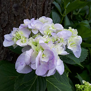 ベッド周り/花のある暮らし/庭のある暮らし/実家の庭/紫陽花のインテリア実例 - 2018-06-18 08:56:32