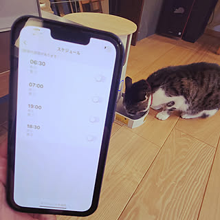 リビング/ナチュラルインテリア/ペットと暮らす/ペットフィーダー/モリーフ...などのインテリア実例 - 2022-12-26 16:53:53