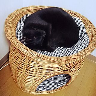 猫大好き♥/賃貸アパート/ねこが好き/完全室内飼い/ねこと暮らす...などのインテリア実例 - 2017-05-13 20:55:13