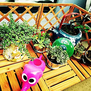 玄関/入り口/DIY/セリア/観葉植物/多肉植物のインテリア実例 - 2015-08-02 22:06:30