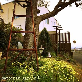 部屋全体/satochan garden＊/オオキバナカタバミ❇︎/2017.3.5/ちむぽん...などのインテリア実例 - 2017-03-06 00:53:10