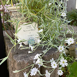 フクロウ雑貨/ふくろうの置物/可愛い雑貨が好き❤︎/植物のある暮らし/お花好き♡...などのインテリア実例 - 2022-05-15 10:43:56