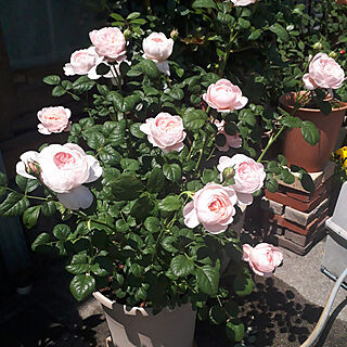 玄関/入り口/薔薇鉢植え/薔薇/バラ/クイーンオブスウェーデンのインテリア実例 - 2022-05-05 11:57:16