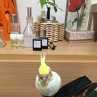 棚/インコと暮らす家/オカメインコ/北欧/IKEA...などのインテリア実例 - 2016-04-26 07:36:48