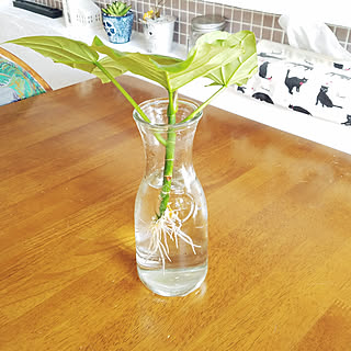 部屋全体/いいね！ありがとうございます♪/かじゅにゃ〜る/ウンベラータ水挿し/観葉植物のインテリア実例 - 2017-10-01 09:50:45