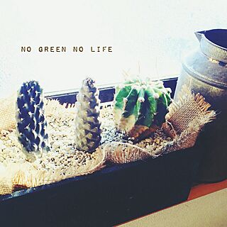 サボテン/NO GREEN NO LIFE/キモカワのインテリア実例 - 2014-12-09 11:31:01