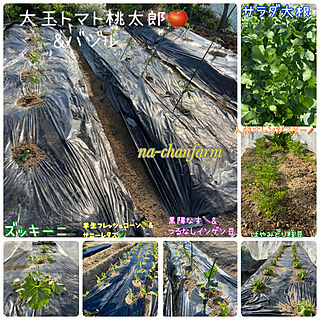 コンパニオンプランツ/夏野菜/美味しい暮らし/na-chan farm/無農薬野菜...などのインテリア実例 - 2021-04-26 20:32:35