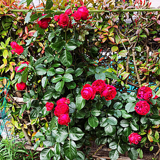 ルージュ/赤い薔薇/好きな物に囲まれた暮らし/季節を楽しむ暮らし/庭...などのインテリア実例 - 2021-05-15 08:33:00