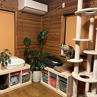 猫と暮らす家/IKEA/猫トイレ置き場/観葉植物/リビングのインテリア実例 - 2022-11-18 18:27:08