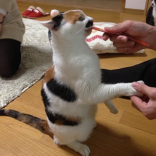 部屋全体/ちゅ〜る/いいね！コメントありがとうございます☆/ねこ部/ねこと暮らす...などのインテリア実例 - 2016-12-30 21:17:29