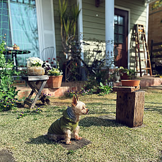 芝生の庭/わんこと暮らす家/庭のある暮らし/庭/部屋全体...などのインテリア実例 - 2022-03-31 17:44:27