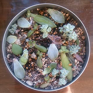 棚/succulent plants/多肉植物/多肉植物寄せ植え/多肉...などのインテリア実例 - 2015-11-04 07:38:43