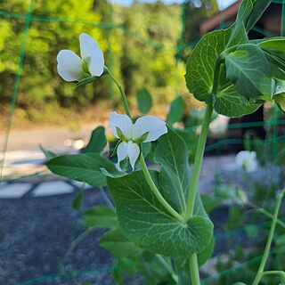 部屋全体/花のある暮らし/庭/グリーンのある暮らし/果樹園作りました...などのインテリア実例 - 2024-05-09 18:19:36