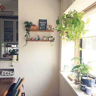 アイビー 出窓のグリーンのおしゃれなアレンジ 飾り方のインテリア実例 Roomclip ルームクリップ