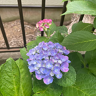 西安紫陽花/あじさい大好き/グリーンが好き♡/ナチュラル/お花のある暮らしのインテリア実例 - 2022-06-18 16:08:21