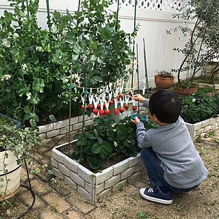 いちご いちご狩りのおしゃれなアレンジ 飾り方のインテリア実例 Roomclip ルームクリップ