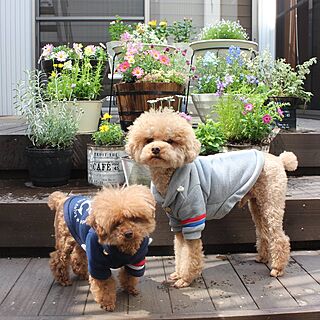 部屋全体/植物のある暮らし/寄せ植え/ウッドデッキ/トイプードルと暮らす...などのインテリア実例 - 2017-03-26 13:39:58