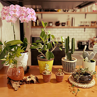 カインズホームの観葉植物のインテリア実例 Roomclip ルームクリップ