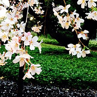 桜/インテリアじゃなくて、すみませんのインテリア実例 - 2014-03-30 20:04:04