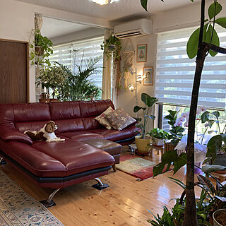 観葉植物のある暮らし/観葉植物/平屋の家/平屋暮らし/ナチュラルインテリア...などのインテリア実例 - 2022-09-12 09:13:51