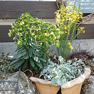 赤ちゃんのいる暮らし/植物ばかりですみません/建て売り一戸建て/だいそー/植中毒...などのインテリア実例 - 2017-03-03 18:21:29