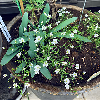 種が飛んだのかな/ペンタス伸び放題で無くなったと思ったら/宿根かすみ草/花のある暮らし/小さな幸せを感じる♡...などのインテリア実例 - 2021-11-04 15:51:51