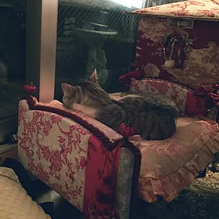 リビング/窓/猫/猫のいる部屋/猫ベッドDIY...などのインテリア実例 - 2015-08-06 00:52:38