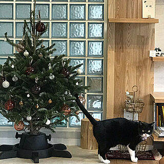 IKEA/クリスマスツリー/クリスマス/猫のいる風景/ねこと暮らす。...などのインテリア実例 - 2019-11-24 14:54:34