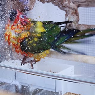 ペット/コガネメキシコインコのインテリア実例 - 2014-02-09 10:32:43