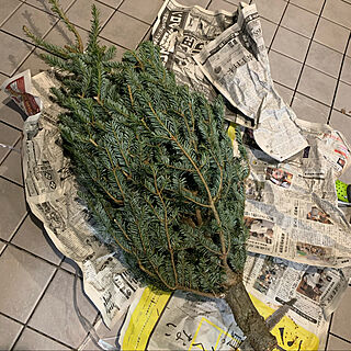 生もみの木/もみの木/クリスマスツリー/クリスマス/IKEA...などのインテリア実例 - 2019-11-30 11:12:50