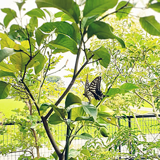 部屋全体/雨上がり……/レモンの木/アゲハチョウ/久しぶりに穏やか午後のインテリア実例 - 2020-07-12 12:56:57