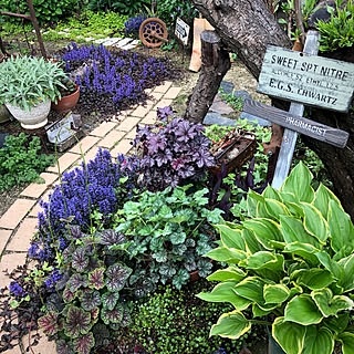 ホスタ ギボウシのインテリア実例 Roomclip ルームクリップ