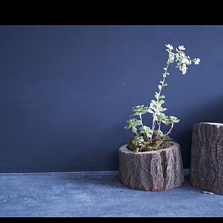 Aeonium domesticum f/木の鉢/グリーン以外タダ/苔のインテリア実例 - 2015-05-09 07:11:46