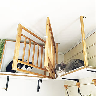 キャットウォーク、手すり付き、ねこさんハウス 敷地18坪。猫2匹 キャットウォーク、手すり付き、ねこさんハウス 敷地18坪。猫2匹