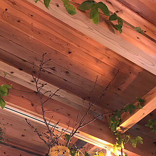 壁/天井/桜が好き/里山/吊り下げ観葉植物/観葉植物のインテリア実例 - 2018-02-08 07:25:40