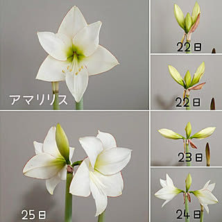 リビング/植物のある暮らし/超初心者/お花のある暮らし/アマリリスの成長記録...などのインテリア実例 - 2021-03-25 16:05:52