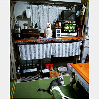 棚/生活感のある部屋/猫カフェ風/笹かま猫/ノンたん...などのインテリア実例 - 2018-10-29 19:44:18