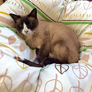 ベッド周り/ねこと共同生活。/ねこが好き/ねこのいる日常/猫...などのインテリア実例 - 2016-05-31 07:35:57