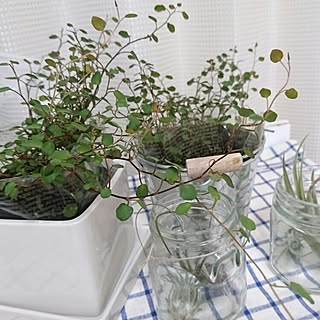 棚/植物/ワイヤープランツ/窓際/一人暮らし...などのインテリア実例 - 2016-06-18 02:07:06