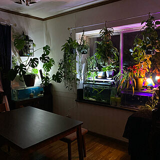 夜の水槽風景/ジャングル化計画/リビングの一角/観葉植物のある暮らし/水槽のある部屋...などのインテリア実例 - 2022-04-11 23:42:25
