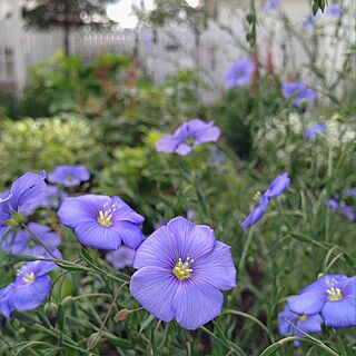 NO GREEN NO LIFE/インテリアどころか外！/Gardeningやってます/Blogやってません/宿根アマのインテリア実例 - 2015-06-07 18:13:27