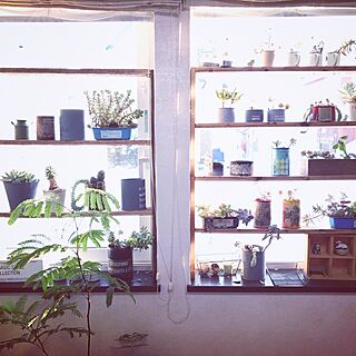 棚/窓辺/窓/多肉植物寄せ植え/多肉植物...などのインテリア実例 - 2017-02-07 11:28:30