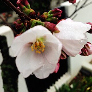 玄関/入り口/桜の木/開花♡のインテリア実例 - 2014-03-26 14:33:41