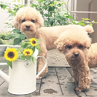 部屋全体/植物のある暮らし/トイプードルと暮らす/トイプードル多頭飼い/ウッドデッキ...などのインテリア実例 - 2017-07-09 10:32:04