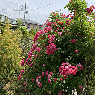 薔薇の庭/玄関/入り口のインテリア実例 - 2020-06-06 13:25:13
